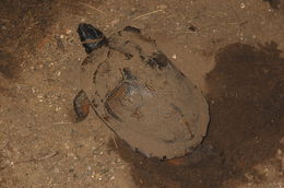 Image of Wood Turtle