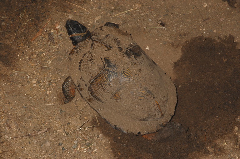 Image de Tortue des bois