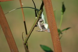 Image of American Anole