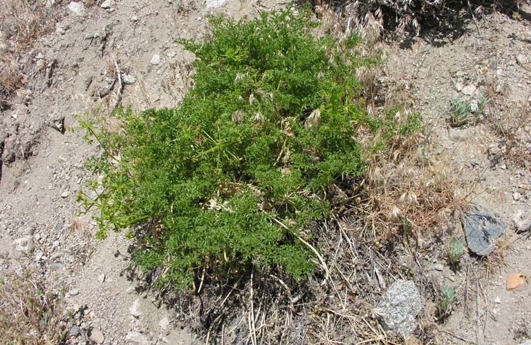 Image of Parish's umbrellawort