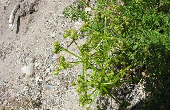 Image of Parish's umbrellawort