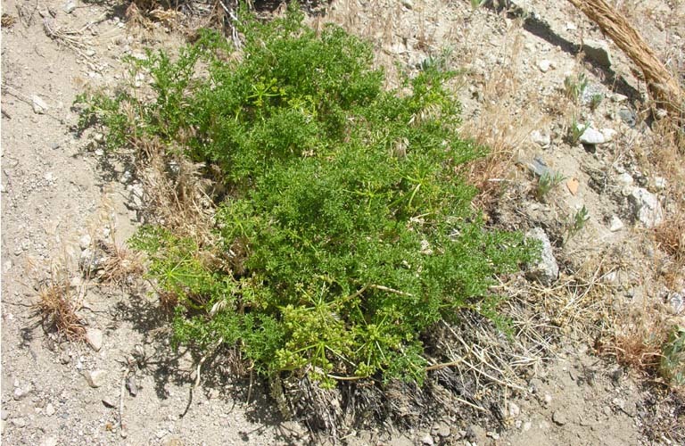 Image of Parish's umbrellawort