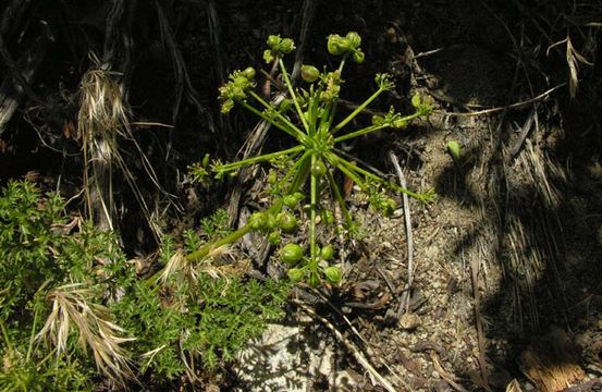 Image of Parish's umbrellawort