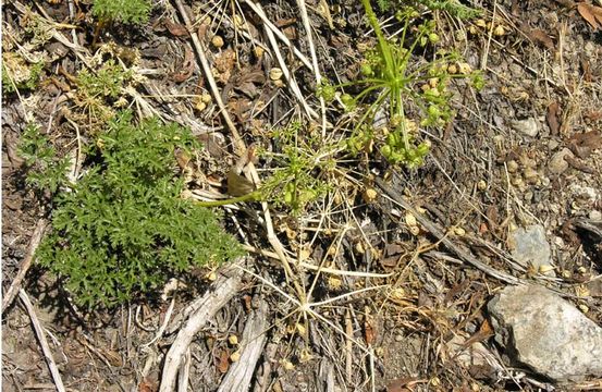 Image of Parish's umbrellawort