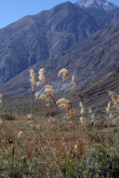 Image of common reed