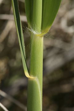 Image of common reed