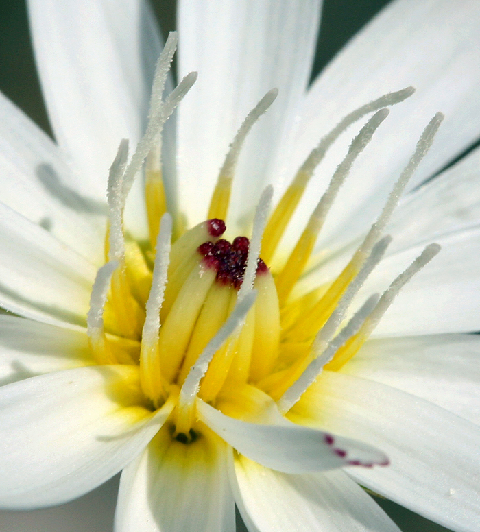 Image of parachute plant