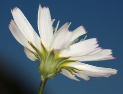 Image de Atrichoseris platyphylla (A. Gray) A. Gray