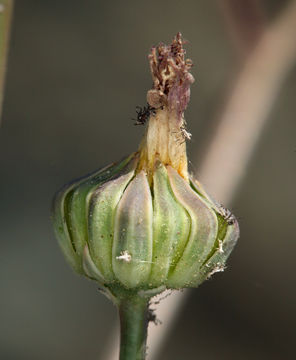 Image de Atrichoseris platyphylla (A. Gray) A. Gray