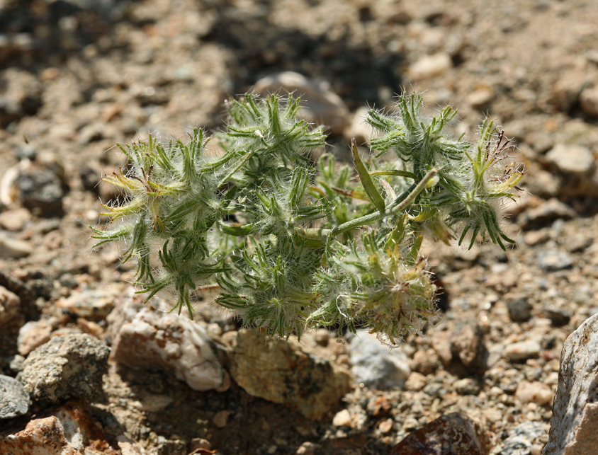 Слика од Cryptantha barbigera (A. Gray) Greene