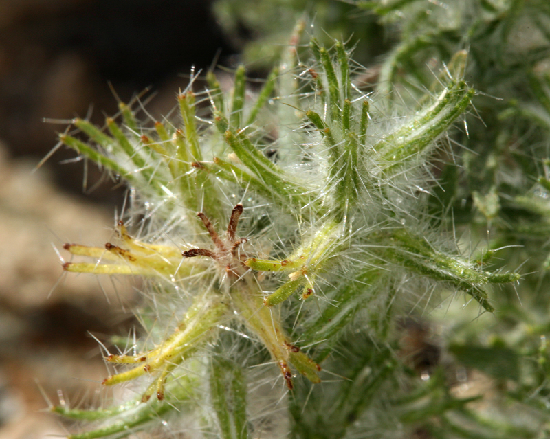 صورة Cryptantha barbigera (A. Gray) Greene