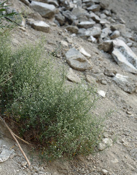 Image of <i>Cryptantha racemosa</i>