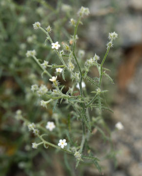 Image of <i>Cryptantha racemosa</i>