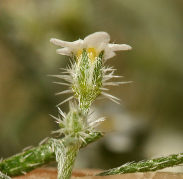 Image of <i>Cryptantha racemosa</i>