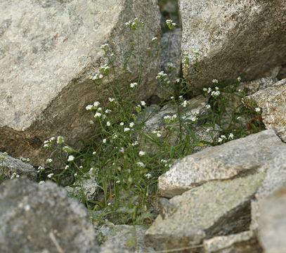 Image of scented cryptantha