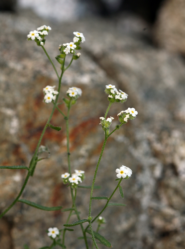 Image of scented cryptantha