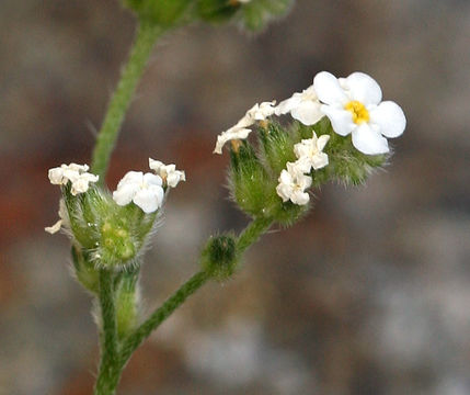 صورة Cryptantha utahensis (A. Gray) Greene