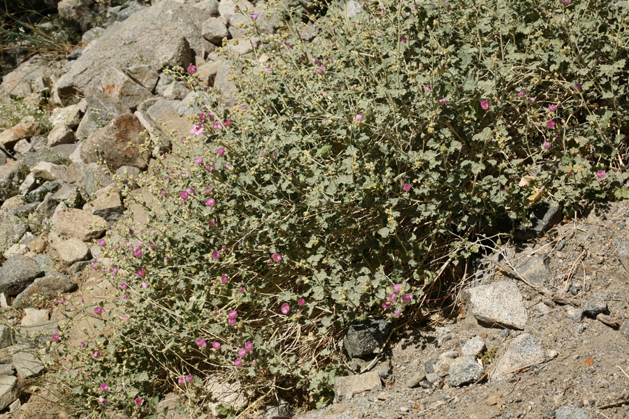 Image of rose globemallow