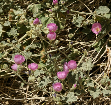 Imagem de Sphaeralcea ambigua var. rosacea (Munz & I. M. Johnst.) Kearney