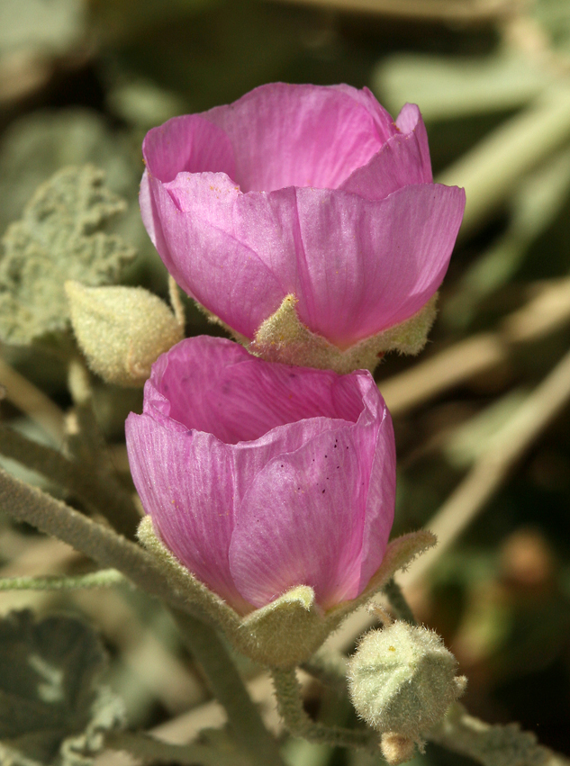 Image of rose globemallow