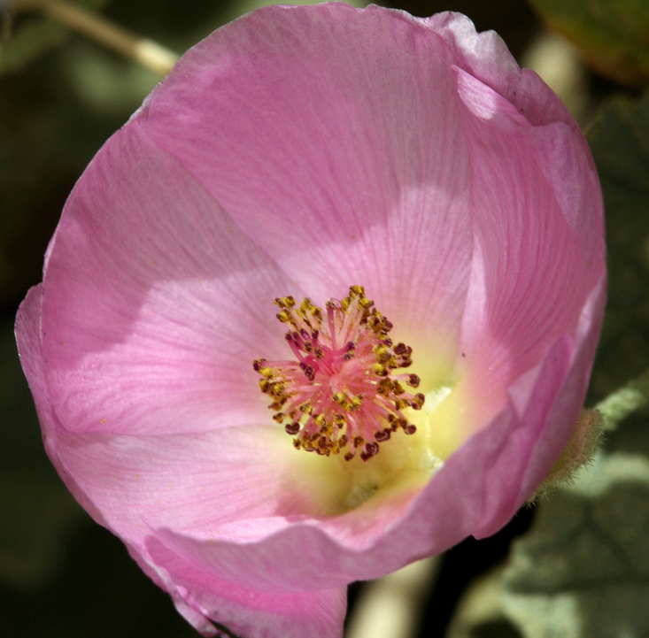 Image of rose globemallow