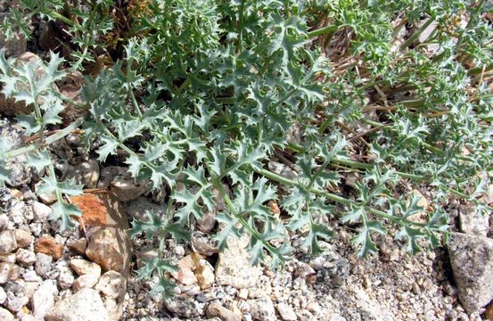 Imagem de Lomatium rigidum (M. E. Jones) Jepson