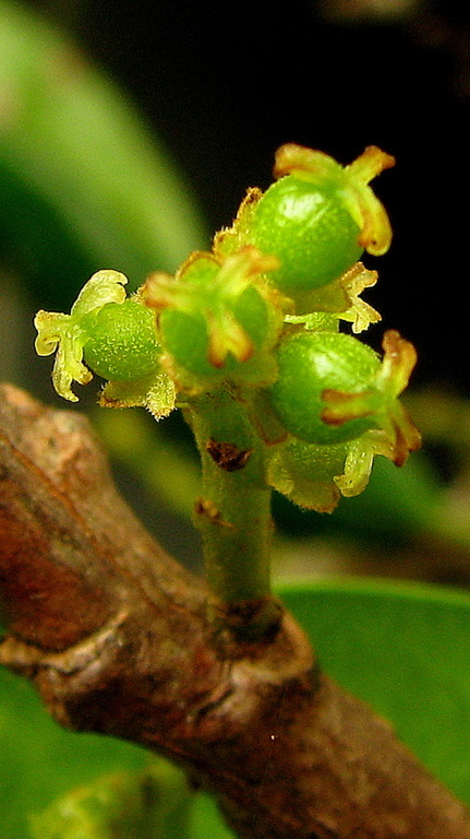 Слика од Richeria grandis Vahl