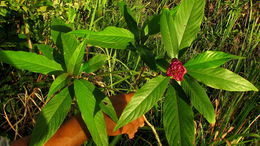 Plancia ëd <i>Psychotria rosea</i>