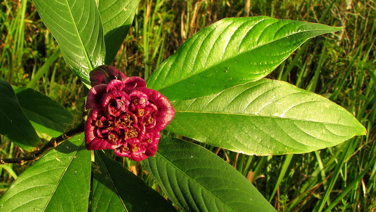 Plancia ëd <i>Psychotria rosea</i>