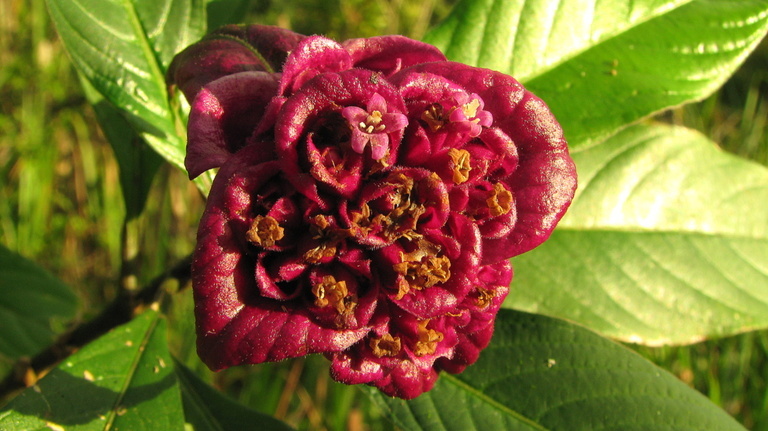 Image of <i>Psychotria rosea</i>