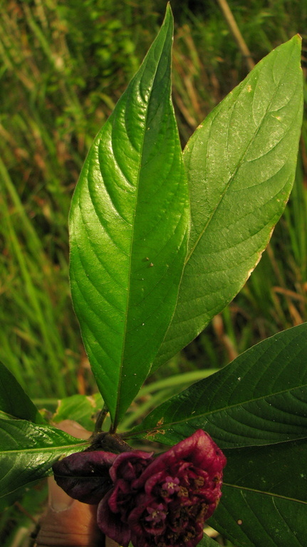 Plancia ëd <i>Psychotria rosea</i>