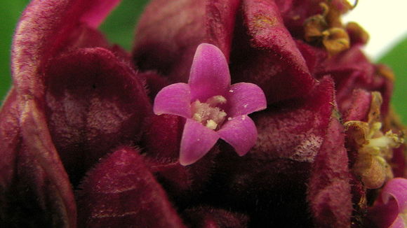 Plancia ëd <i>Psychotria rosea</i>