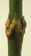 Plancia ëd <i>Psychotria rosea</i>