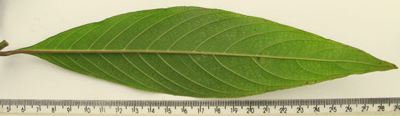 Image of <i>Psychotria rosea</i>