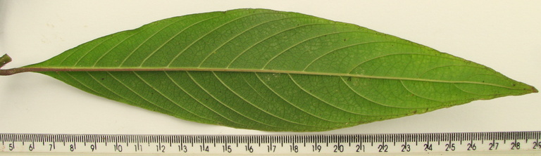 Image of <i>Psychotria rosea</i>