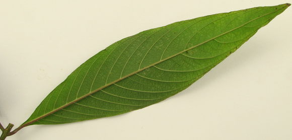 Plancia ëd <i>Psychotria rosea</i>