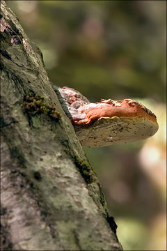 Image of Red Belted Conk