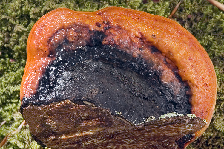 Image of Red-banded bracket