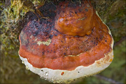 Image of Red-banded bracket