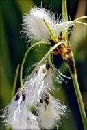 Image of broad-leaved cottongrass