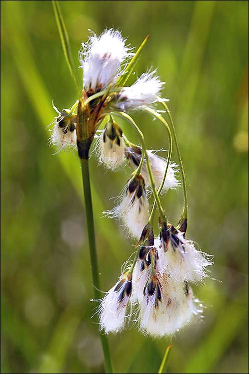 Image of broad-leaved cottongrass