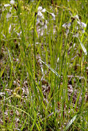 Image of broad-leaved cottongrass