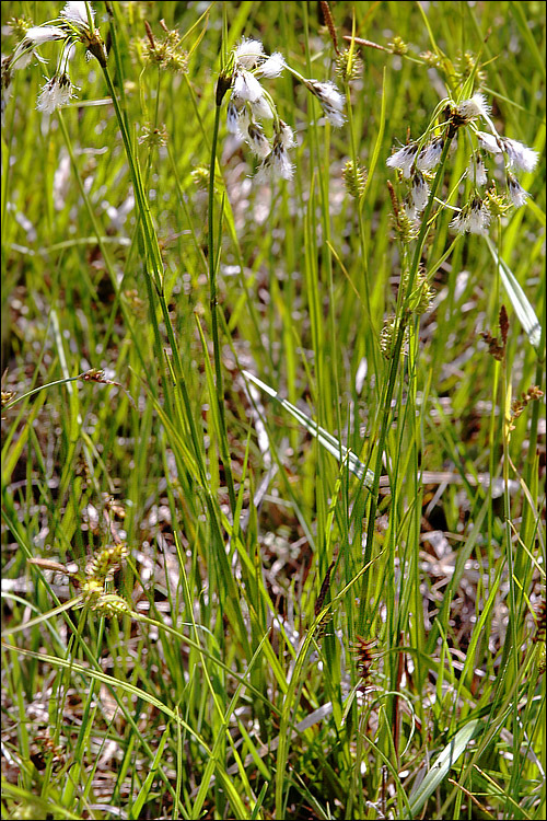 Imagem de Eriophorum latifolium Hoppe