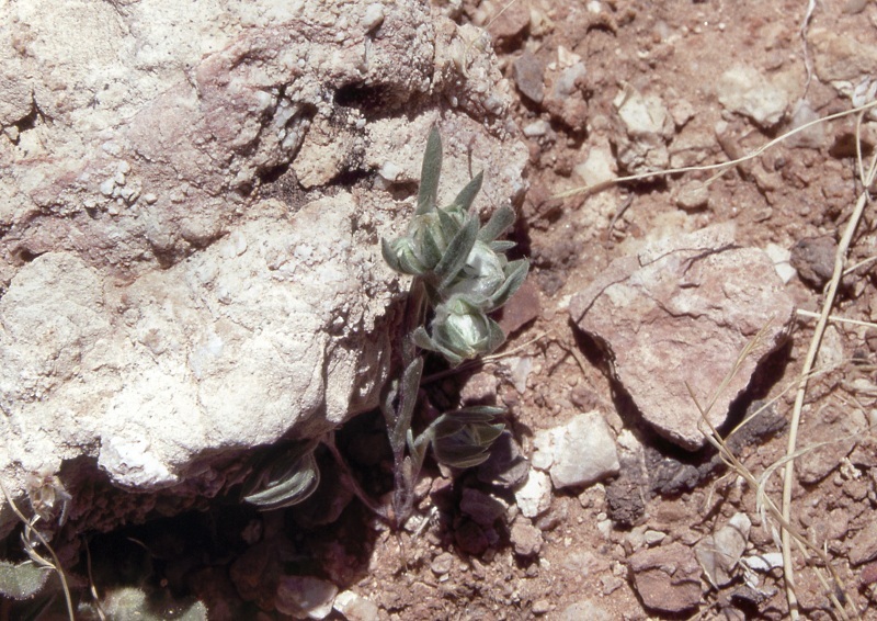 Image of woollyhead neststraw