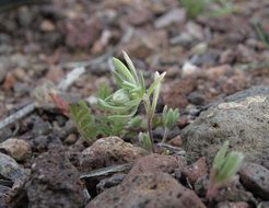 Image of woollyhead neststraw
