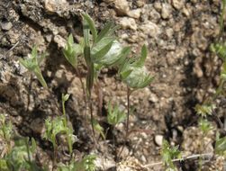 Image of woollyhead neststraw