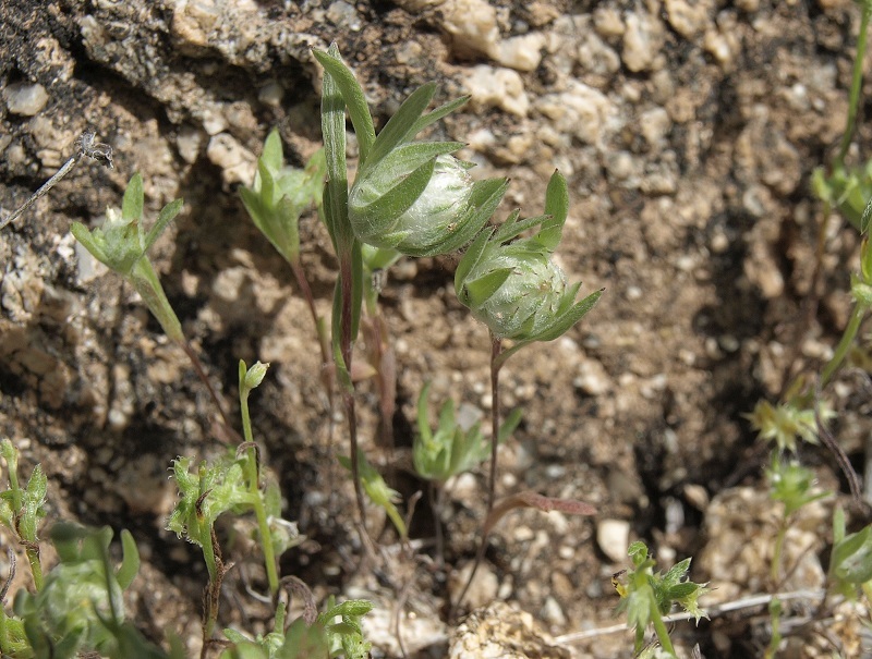 Image of woollyhead neststraw