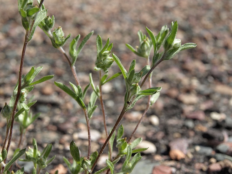 Image of <i>Logfia filaginoides</i>