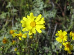 Senecio californicus DC. resmi