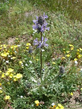 Image of thistle sage